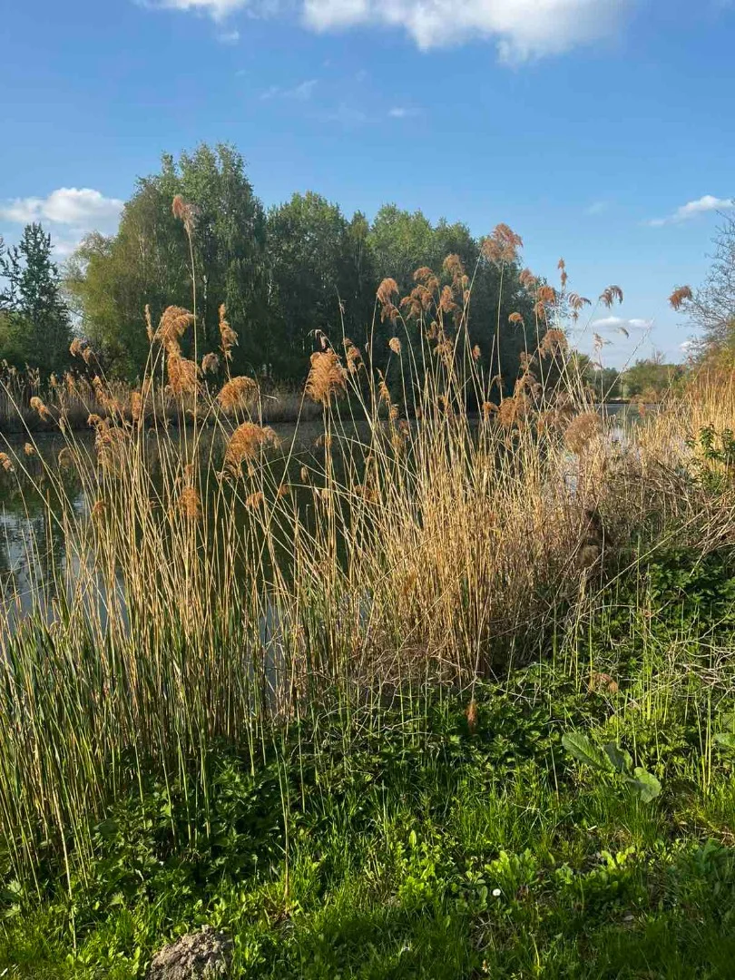 Eladó önálló nyaraló nyaraló / üdülő Dömsöd Árnyas sétány - Kép 2