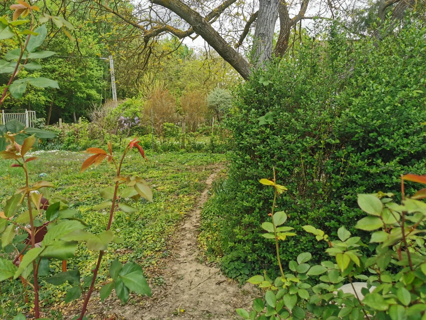 Eladó mezőgazdasági telek Kalocsa Meszesi Dunapart - Kép 3