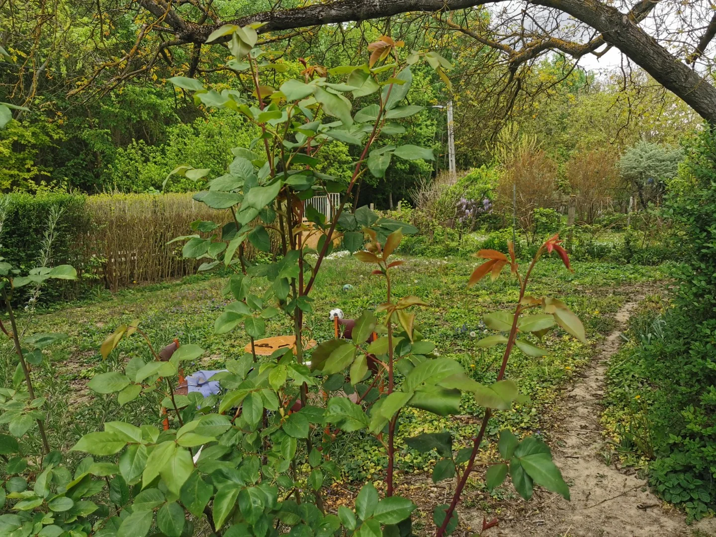 Eladó mezőgazdasági telek Kalocsa Meszesi Dunapart - Kép 2