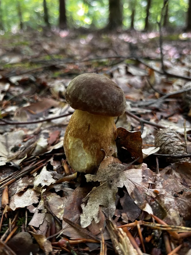 Kiadó családi ház Csesztreg Fő út 12 - Kép 19