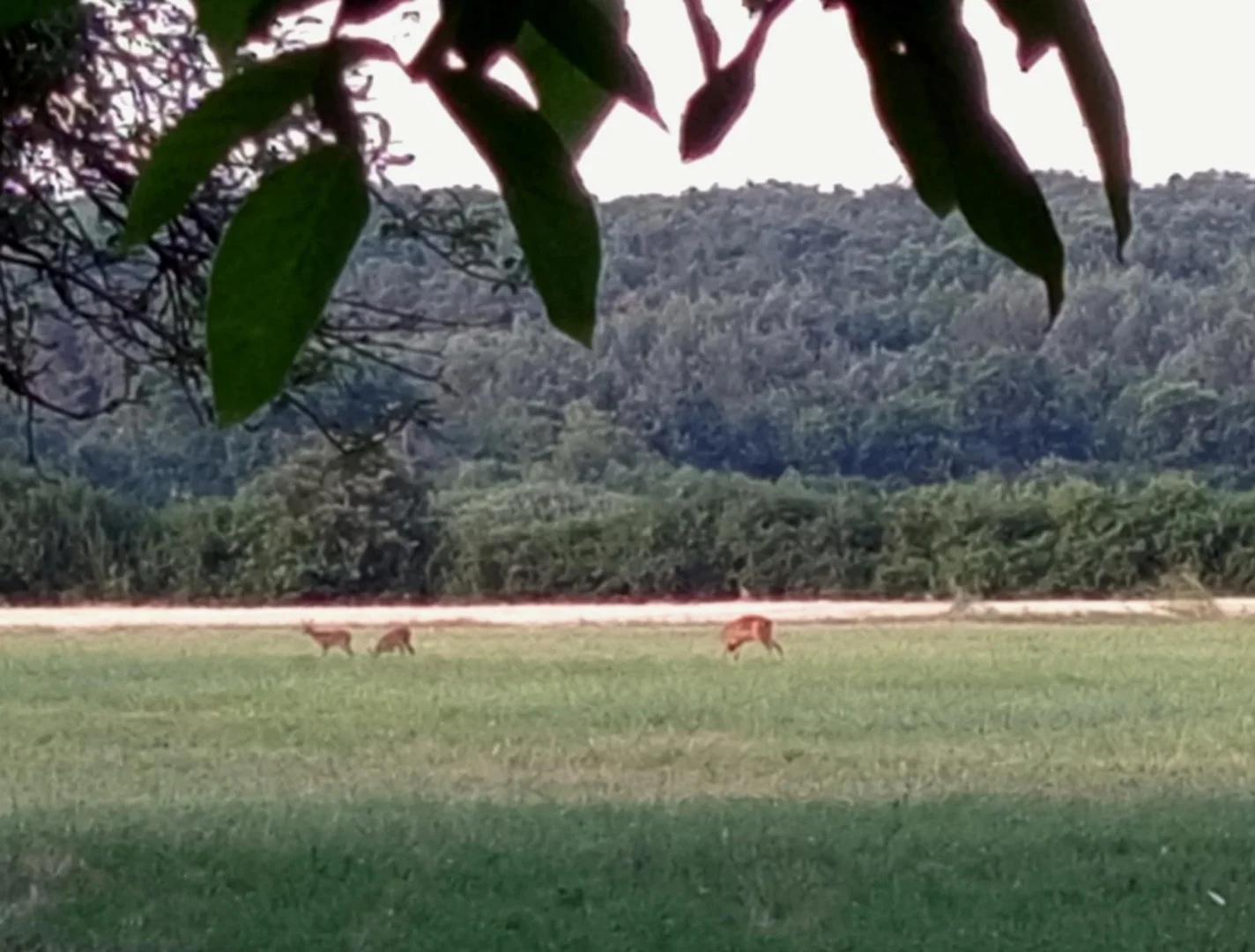 Kiadó családi ház Csesztreg Fő út 12 - Kép 13