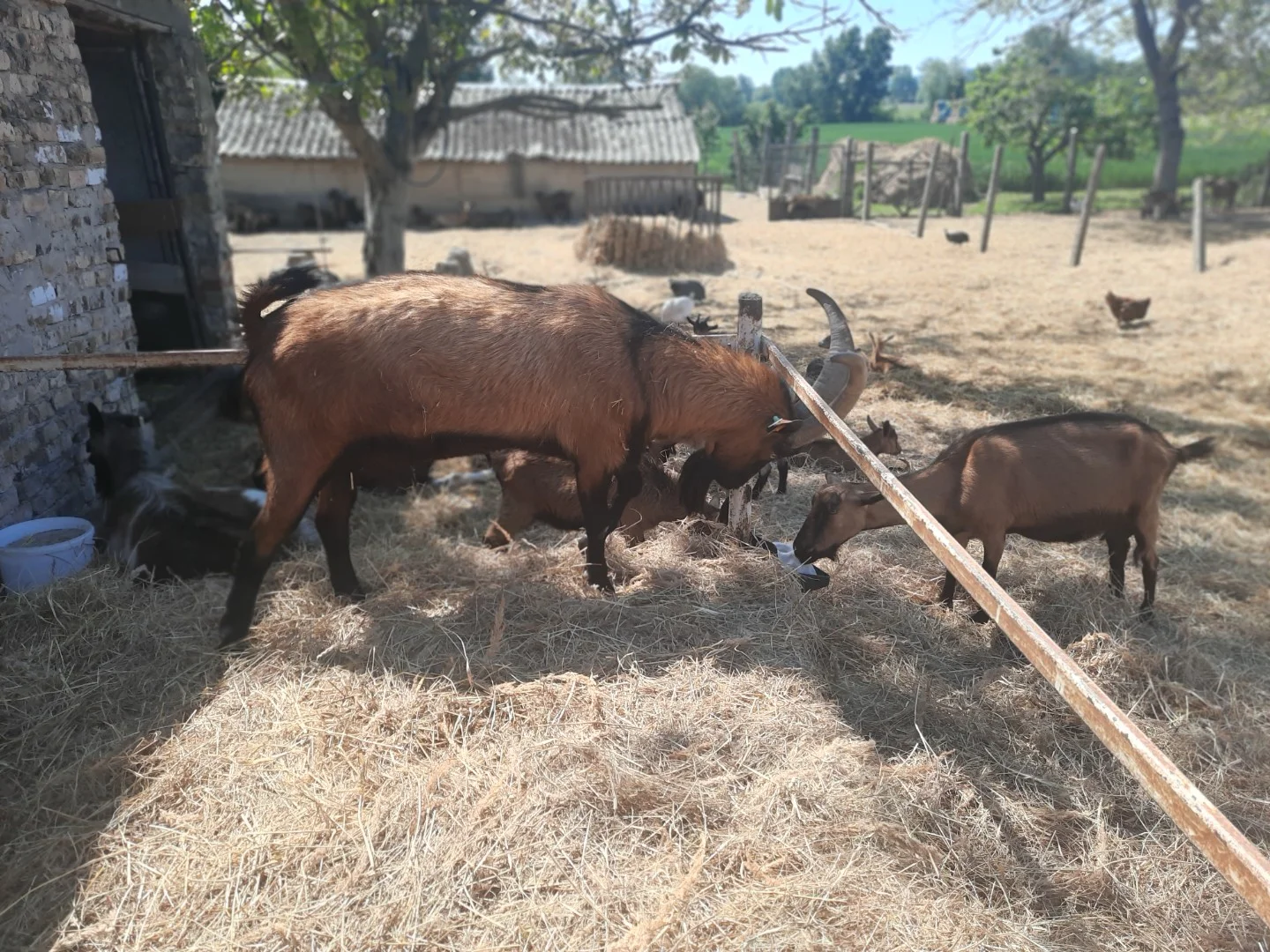 Eladó családi ház Bodorfa Szabadság utca - Kép 5