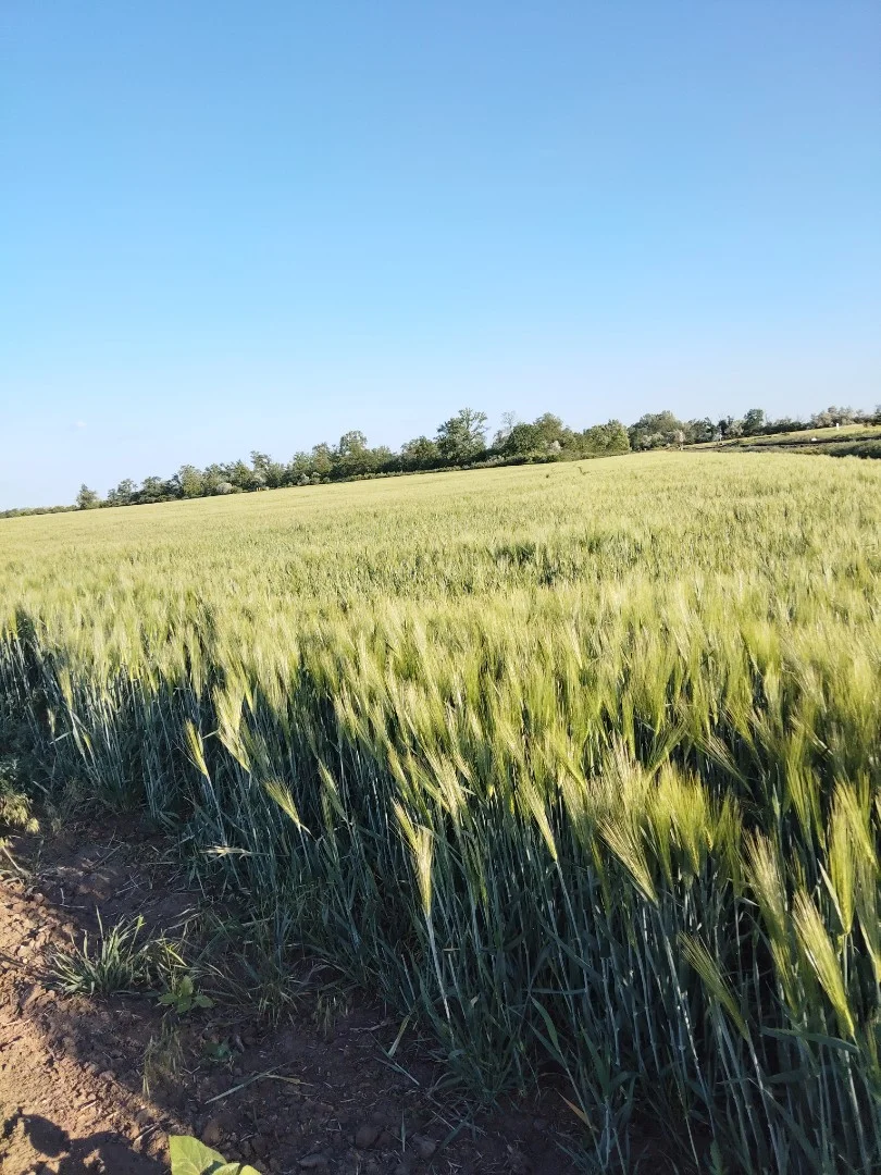 Eladó termőföld, szántó mezőgazdaság Kenderes - Kép 2