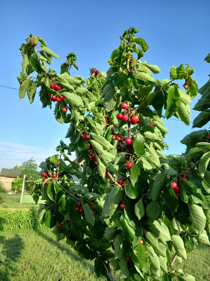 Eladó önálló nyaraló nyaraló / üdülő Győr - Kép 10