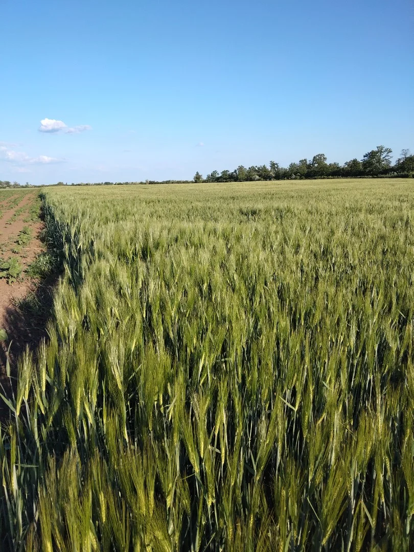 Eladó termőföld, szántó mezőgazdaság Kenderes