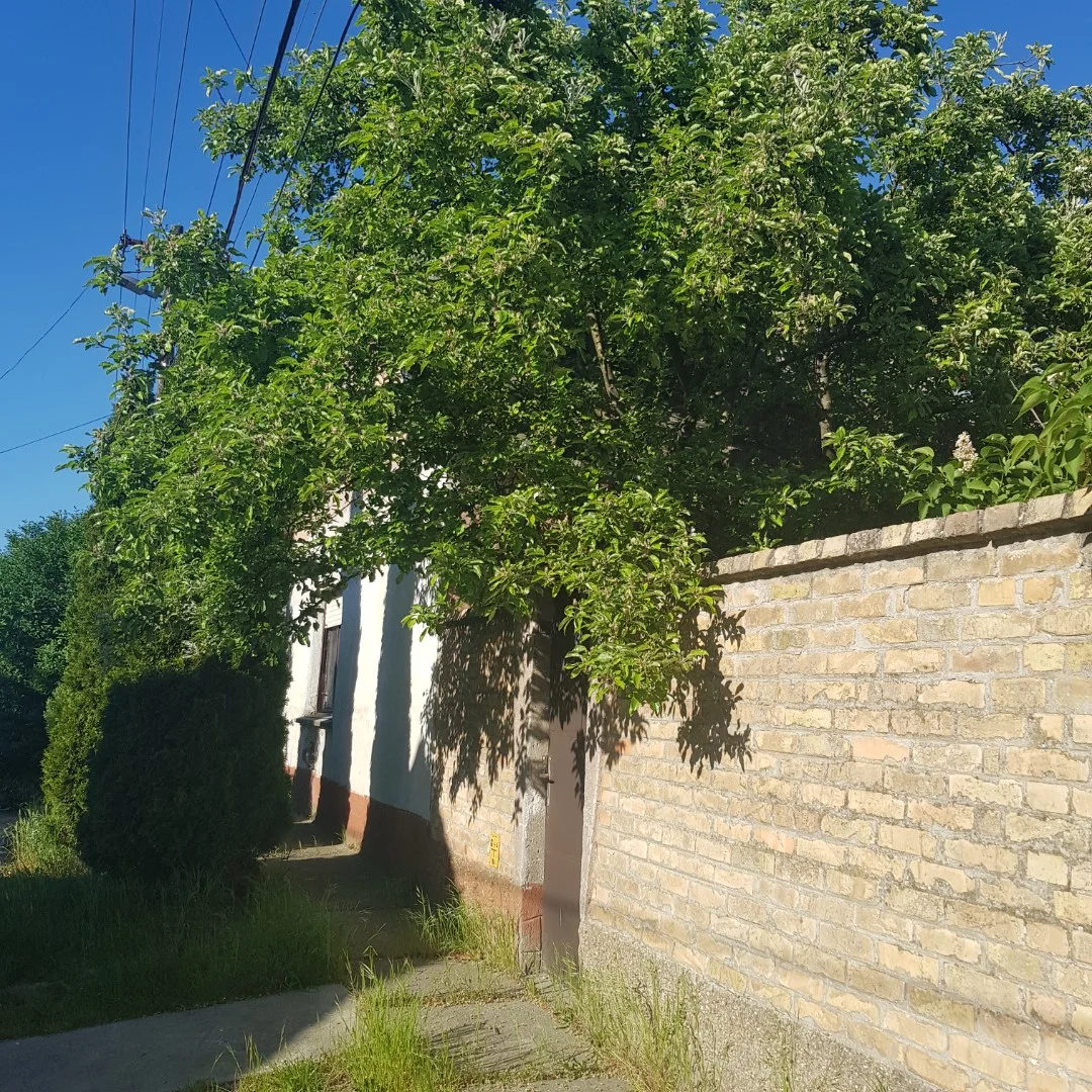 Eladó családi ház Kalocsa Viola - Kép 8