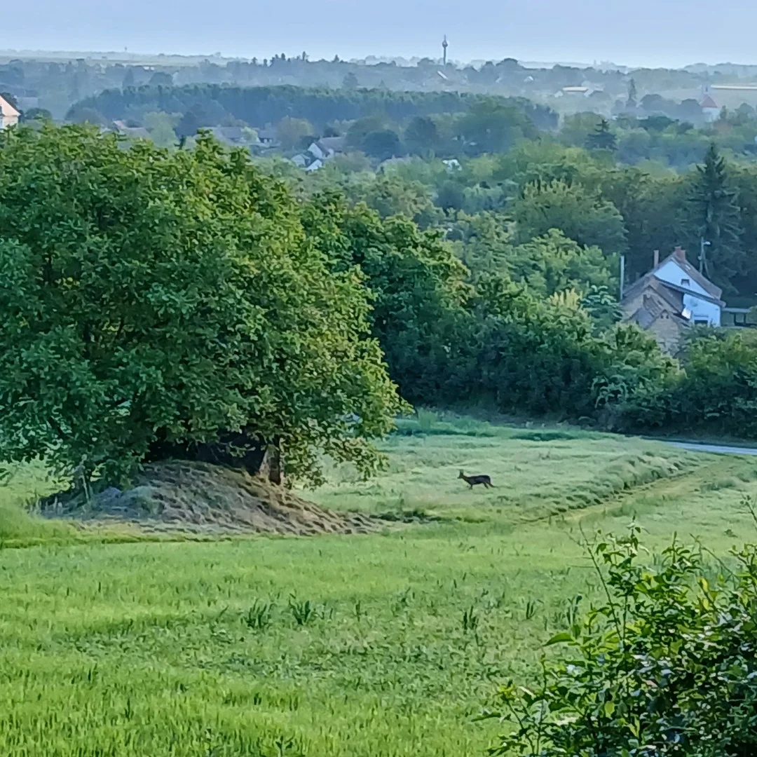 Eladó önálló nyaraló nyaraló / üdülő Szabadhídvég Zártkert - Kép 6