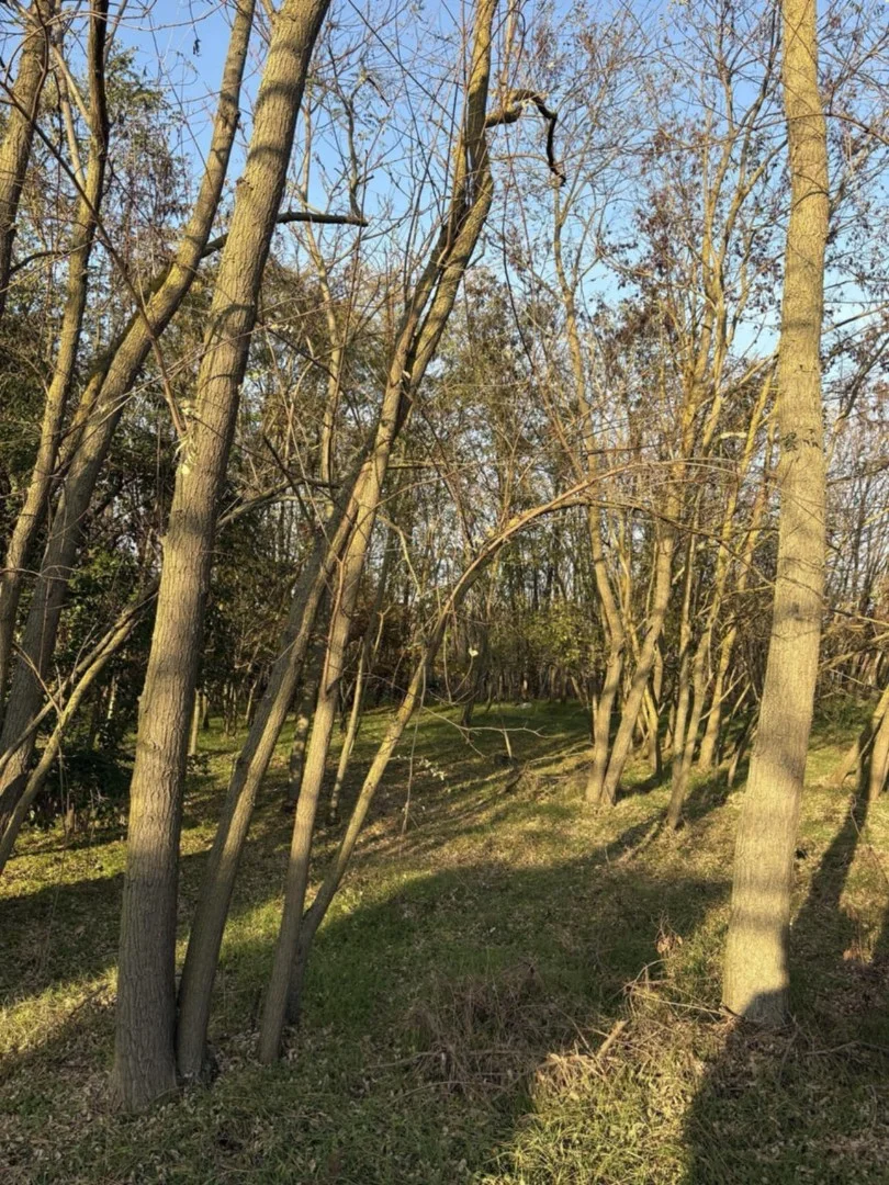Eladó erdő mezőgazdaság Cegléd Ugyer