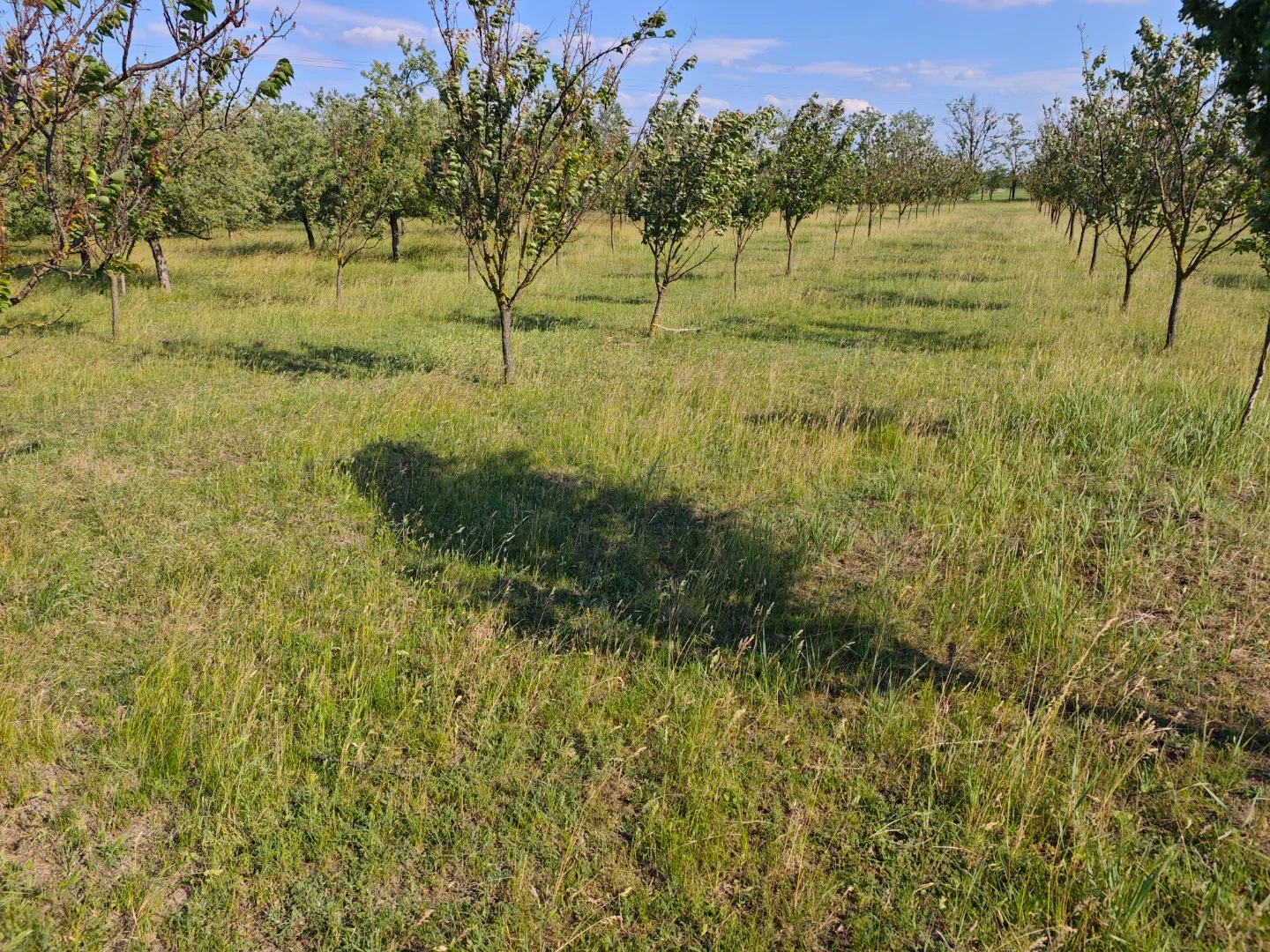 Eladó termőföld, szántó mezőgazdaság Gyula - Kép 2