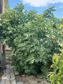 Eladó önálló nyaraló nyaraló / üdülő Dunavecse - Kép 15