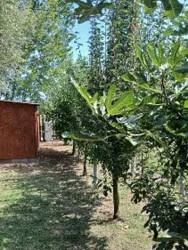 Eladó önálló nyaraló nyaraló / üdülő Dunavecse - Kép 14
