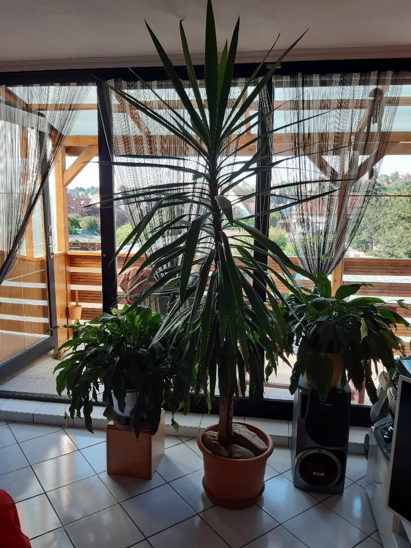 Eladó tégla lakás Sopron Balfi utca - Kép 8