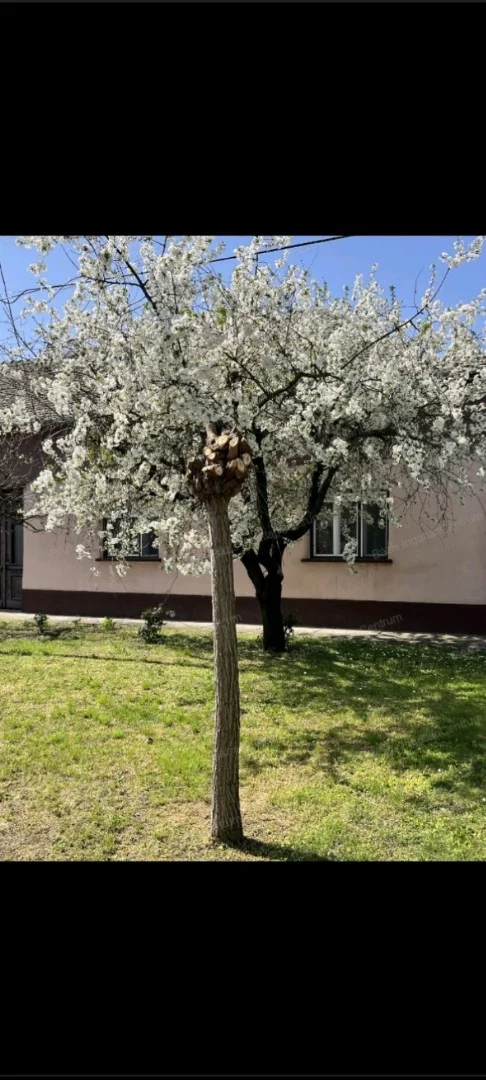 Eladó családi ház Kunbaja Bajcsy-Zsilinszky E. Utca 9 - Kép 2