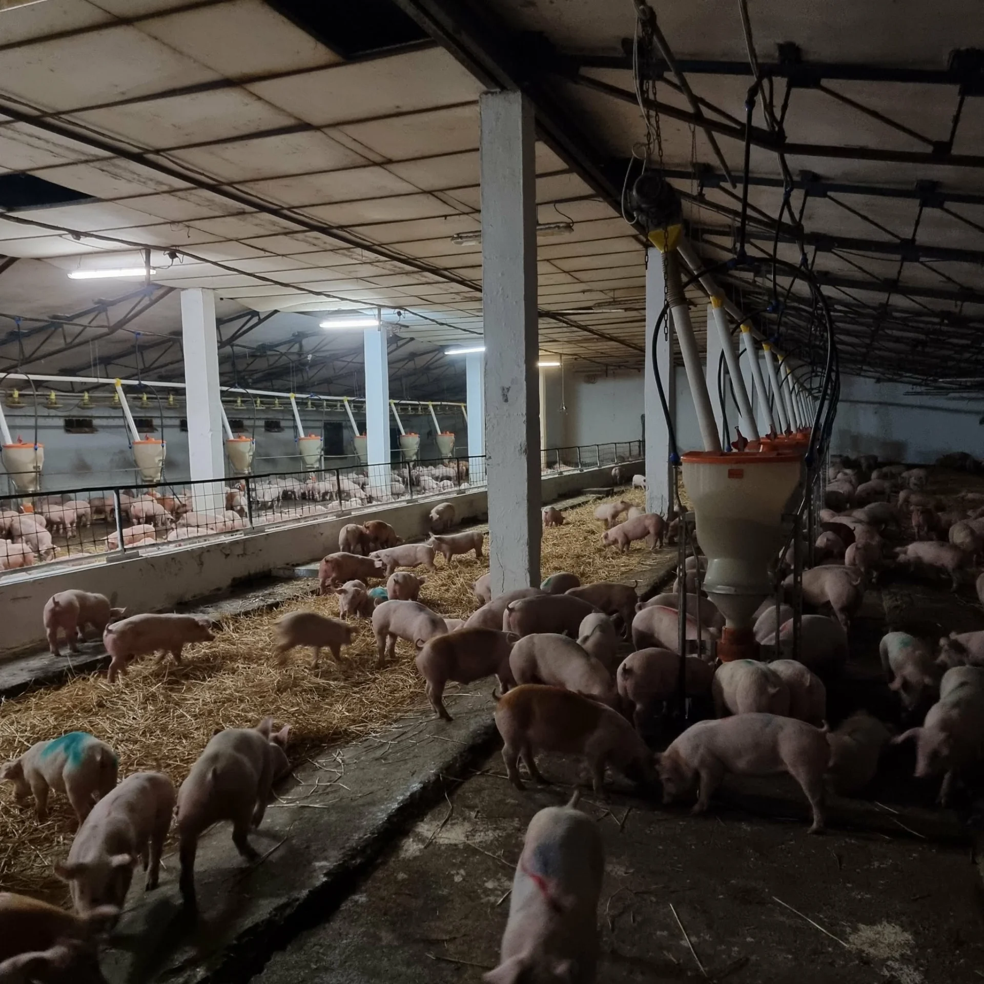 Eladó ipari / raktár Békés Külterület - Kép 3