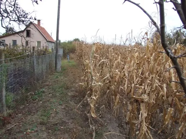 Eladó mezőgazdaság Gyula Kálvária - Kép 3