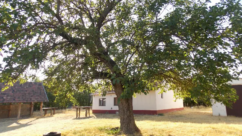 Eladó mezőgazdaság Jakabszállás Kecskeméti út