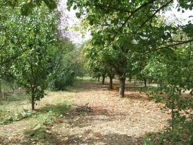 Eladó mezőgazdaság Gyula Kétegyházi út